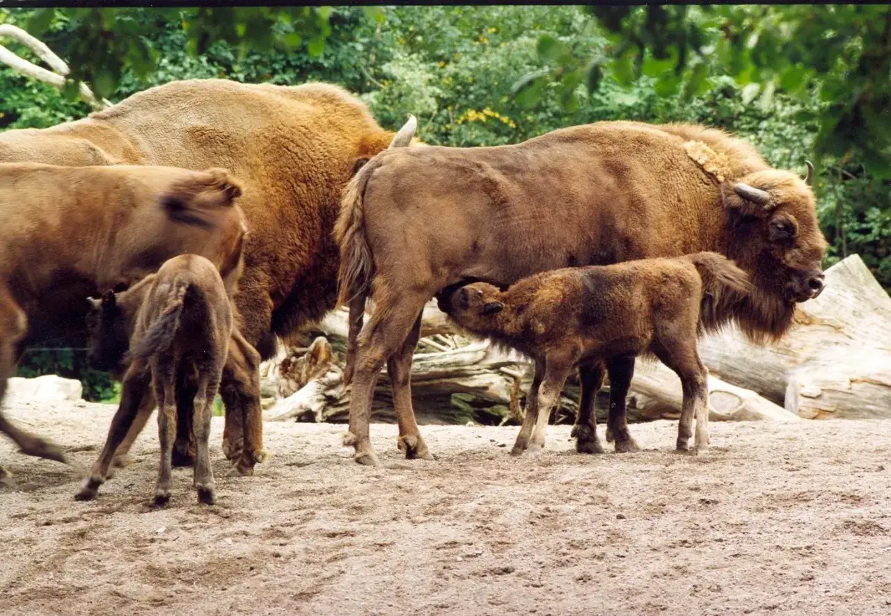 En familj med bisonoxe i Sverige. En kalv diar sin mamma medan en annan kalv st&aring;r bredvid.