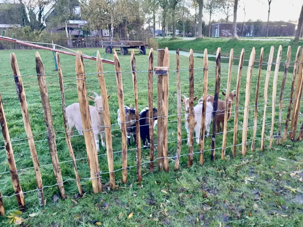 Niedliche zwergziegen halten sich hinter einem rustikalen Holzzaun auf.