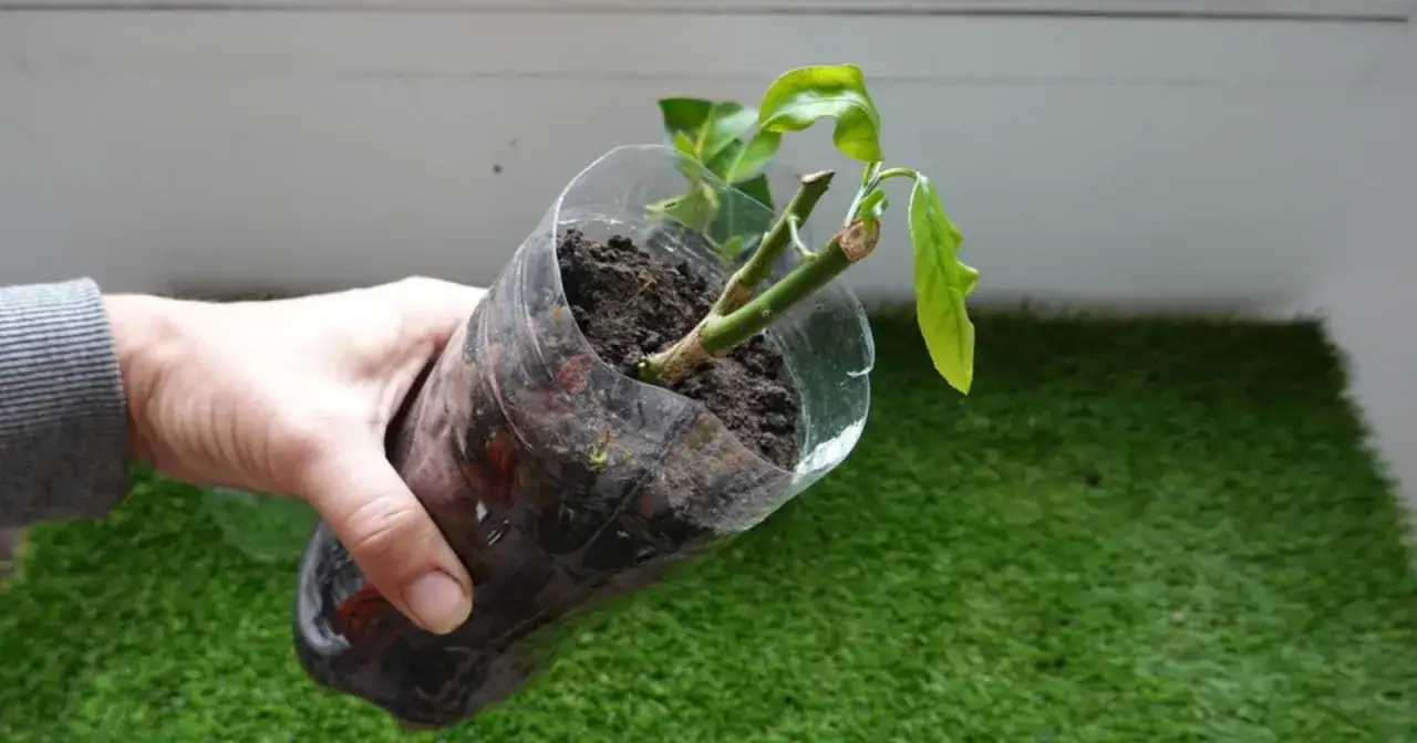 Main d'une personne tenant une bouture de citronnier dans un pot en plastique recycl&eacute;.