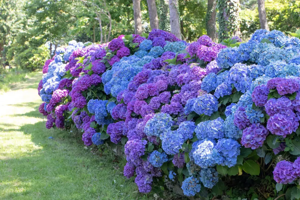 Un magnifique massif de planter hortensia bleu et violet, bordant une allée verdoyante.