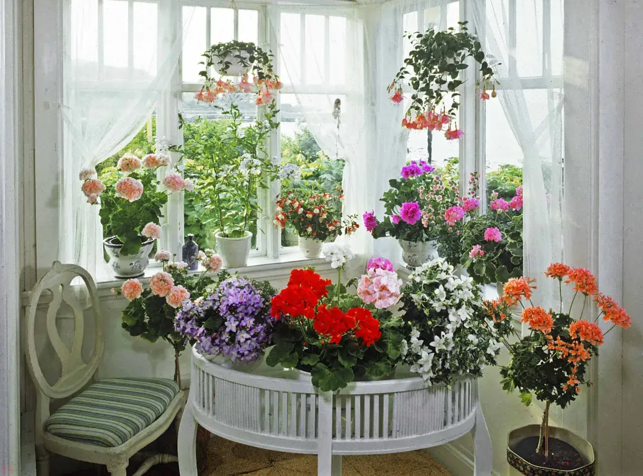 Ett soligt uterum fyllt med gammaldags pelargoner i olika färger. En stol med randig dyna står till vänster.