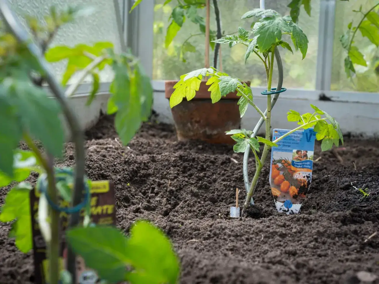 Junge Tomatenpflanzen wachsen im Gewächshaus. Eine Pflanze hat ein Etikett mit der Aufschrift