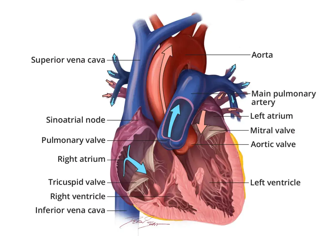Anatomia serca człowieka: aorta, tętnica płucna, przedsionki, komory, zastawki i węzeł zatokowo-przedsionkowy.