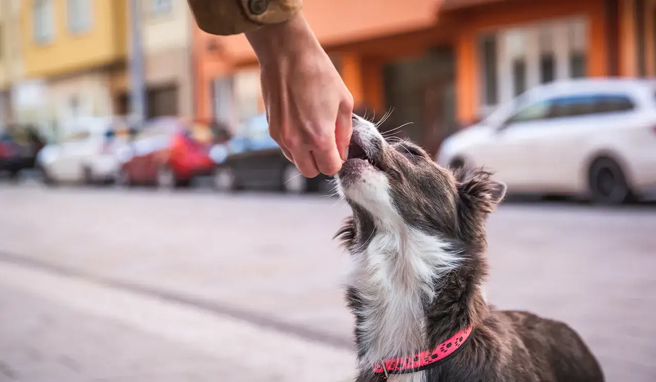 En hand ger en hund en godbit, en metod f&ouml;r att f&aring; hunden att sluta dra i kopplet.