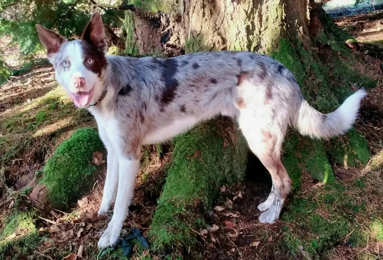 Border Collie krótkowłosy długowłosy porównanie