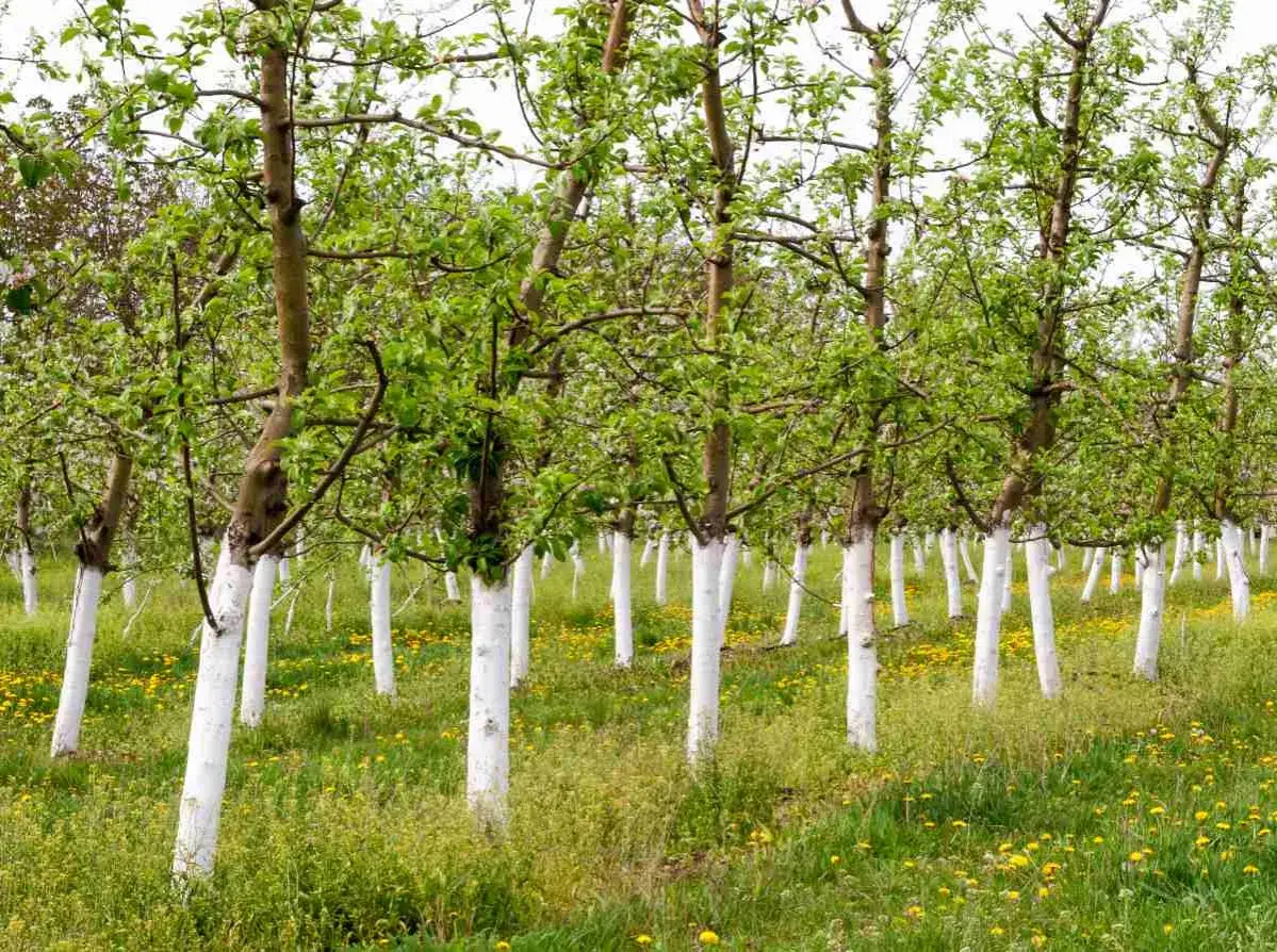 Rangée d'arbres fruitiers aux troncs blanchis à la chaux vive, dans un champ verdoyant parsemé de fleurs jaunes.