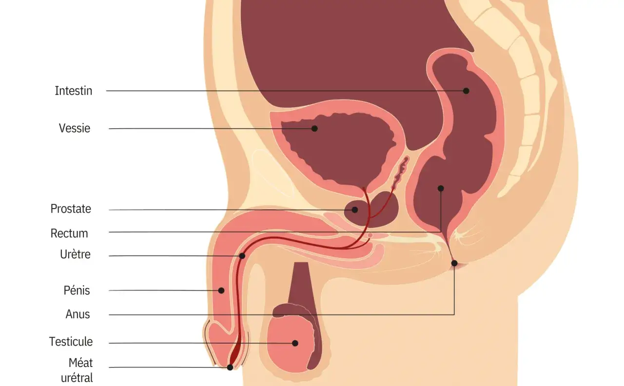Schéma anatomique de l'appareil urinaire et reproducteur masculin. La vessie, la prostate et l'urètre sont visibles, illustrant le trajet de l'urine. Ce schéma peut aider à comprendre l'urgenturie chez l'homme.