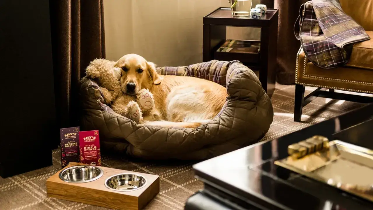 Golden retriever vilar i en hundsäng med en nalle. Ett hotell med djur som erbjuder bekvämlighet för fyrbenta vänner.