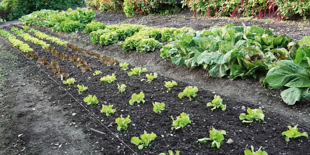 Filetti di insalata appena piantati, con una corretta distanza tra loro, crescono in file ordinate su un terreno scuro.