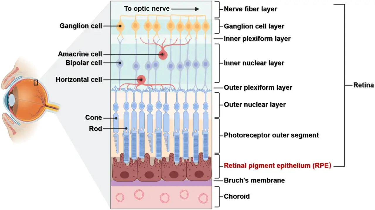 Struttura della retina con evidenziato l'epitelio pigmentato retinico (RPE), fondamentale per la salute visiva e la cui alterazione causa difetti dell'epitelio pigmentato retinico.