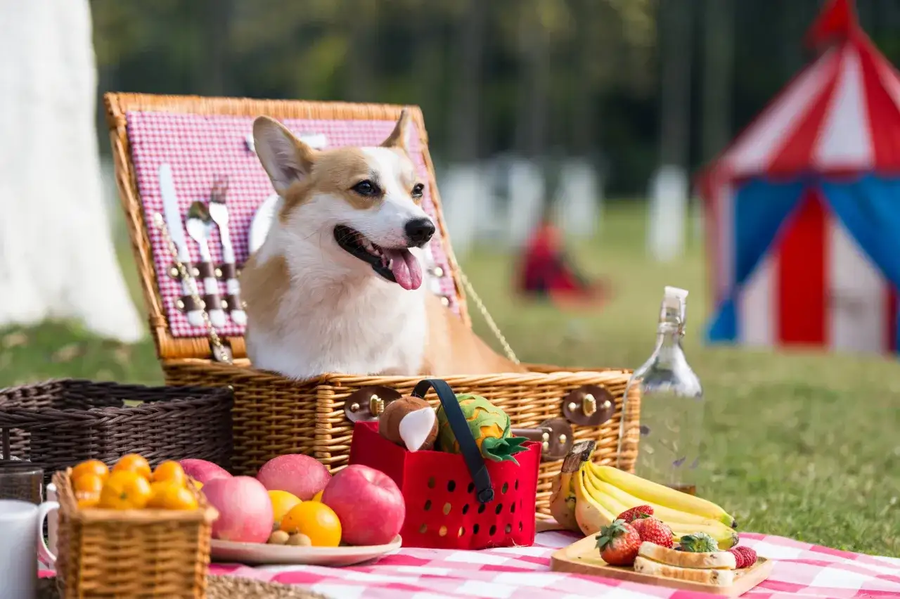Radosny corgi w koszyku piknikowym świętuje międzynarodowy dzień psa. Na kocu owoce, kanapki i namiot w tle.
