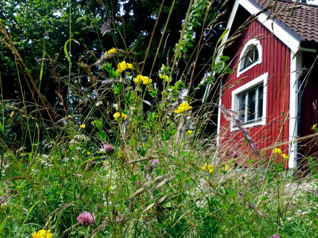 En röd stuga skymtar bakom högt gräs och gula blommor. En bi bo kan finnas här.