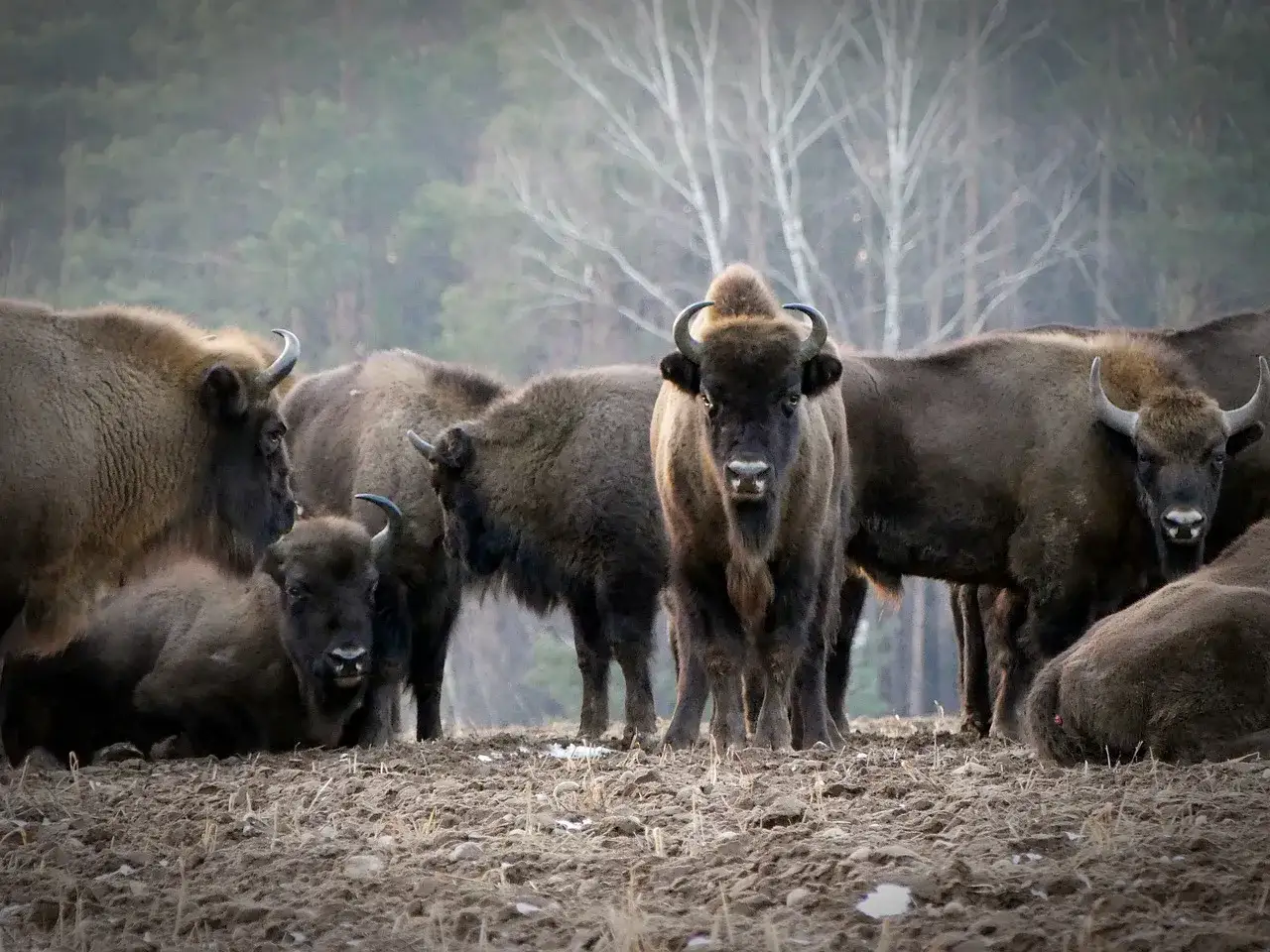 Puszcza Białowieska żubry