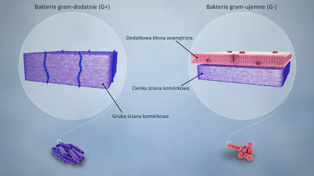 r&oacute;żnice w budowie ściany kom&oacute;rkowej bakterii gram dodatnich i ujemnych schemat