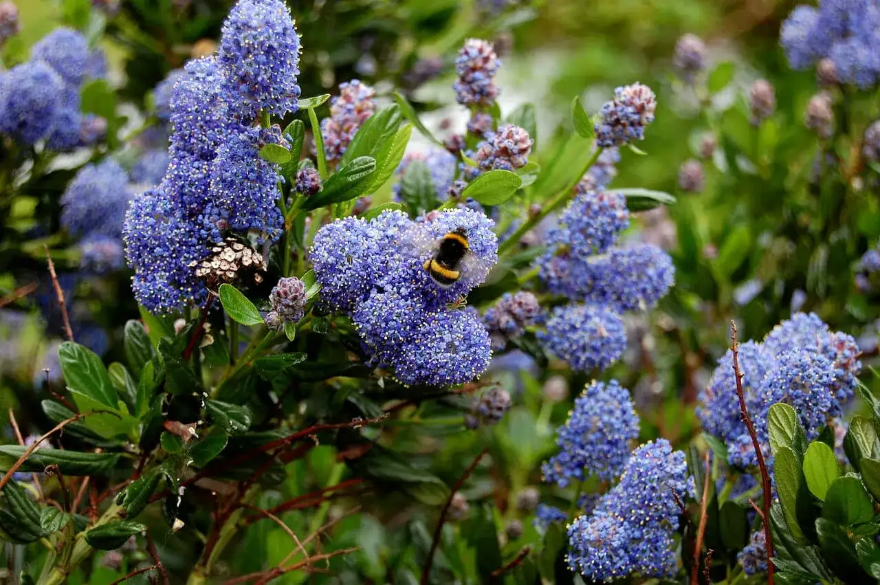 Un bourdon butine un céanothe terre de bruyère aux grappes de fleurs bleues éclatantes.