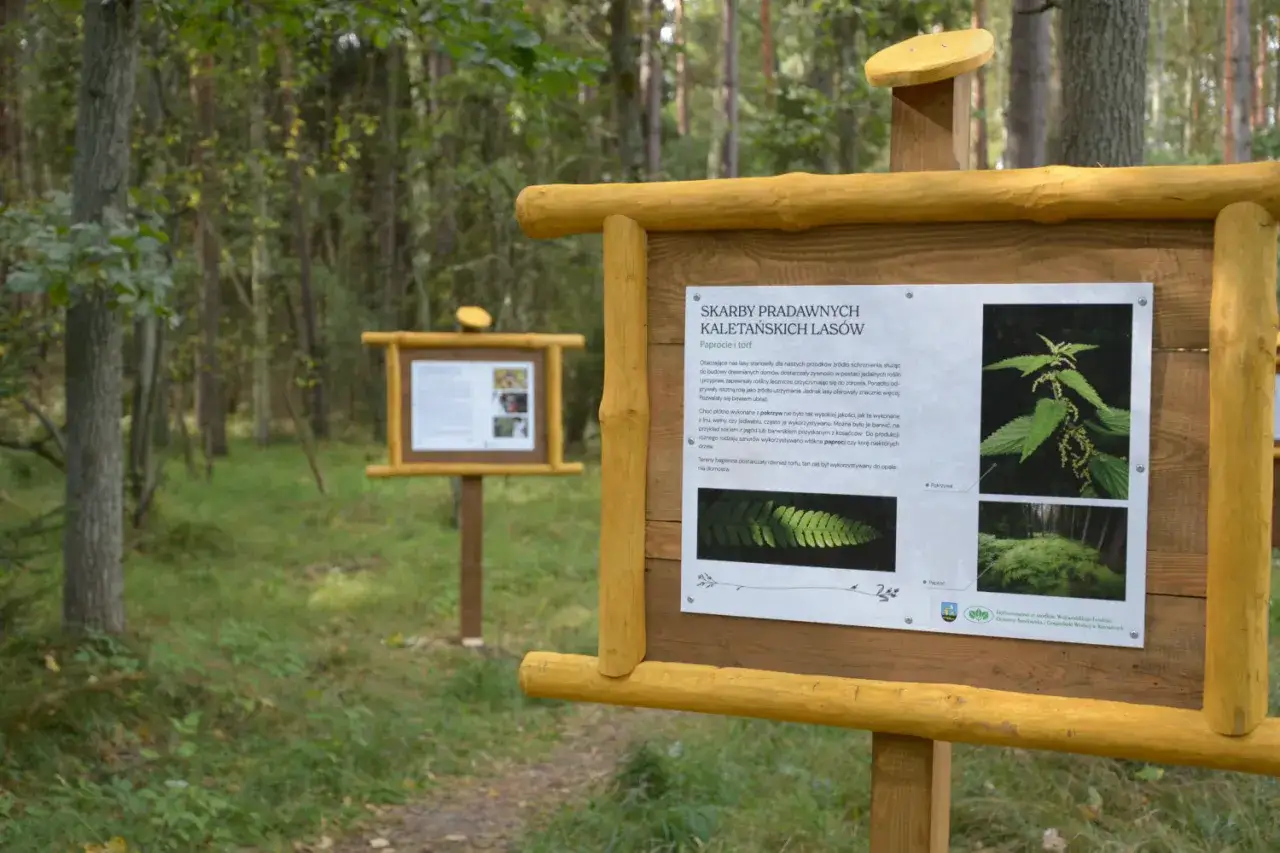 Tablice edukacyjne w lesie prezentują kalety atrakcje, takie jak pokrzywa i paproć, ukazując skarby pradawnych las&oacute;w.