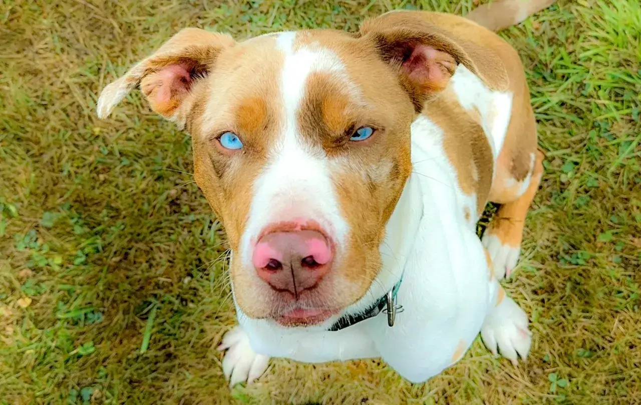 Ein Hund mit leuchtend blauen Augen, wie ein Australian Shepherd, blickt neugierig in die Kamera.