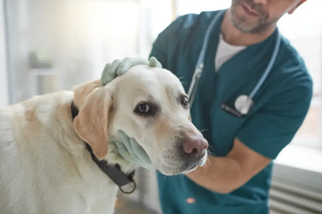 Weterynarz bada łagodnego labradora. Zastanawiasz się, ile kosztuje weterynarz dla psa?