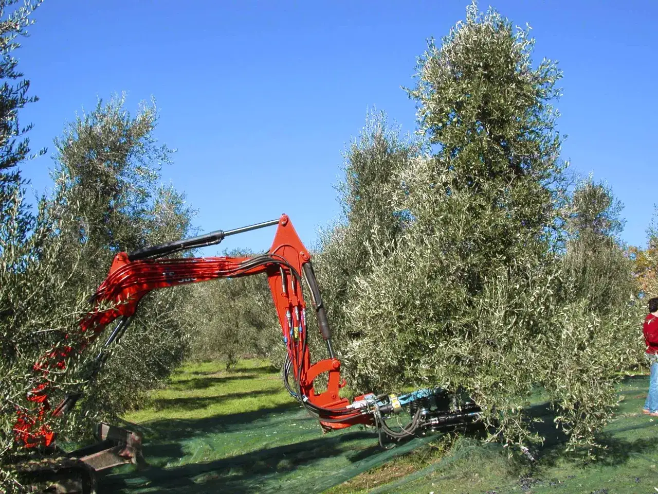 Un escavatore rosso raccoglie le olive da un albero, mostrando quante olive produce un albero.