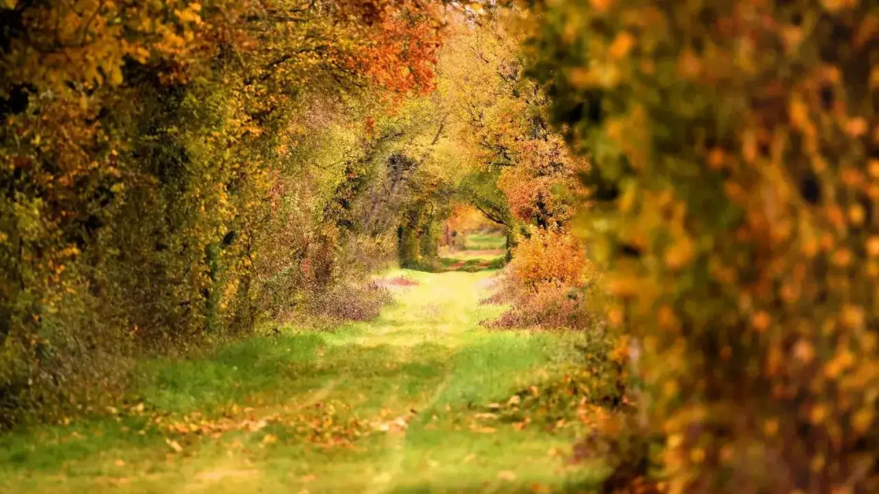 Un chemin de campagne en France, id&eacute;al pour ou randonner en octobre, bord&eacute; d'arbres aux couleurs flamboyantes de l'automne.