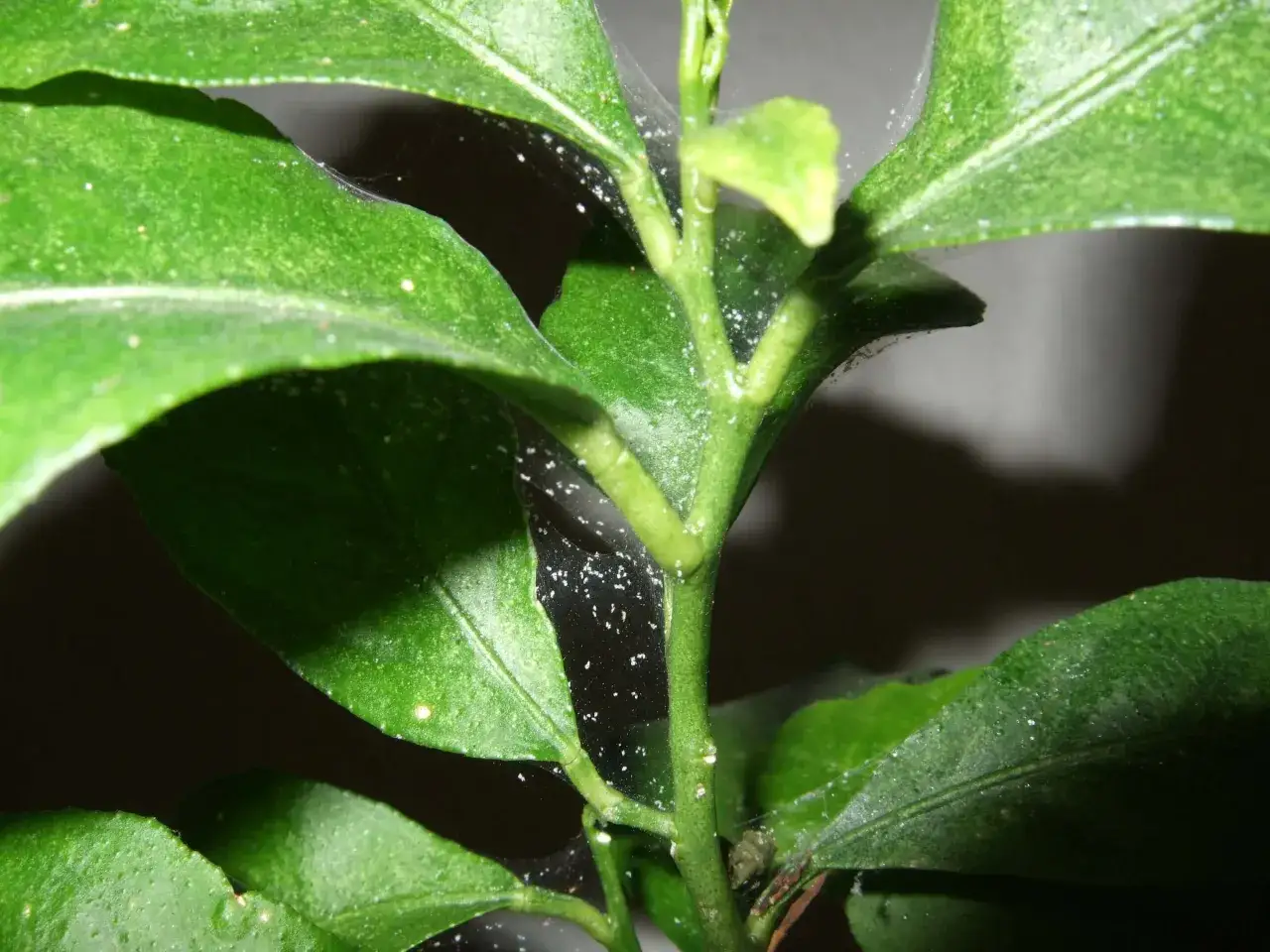 Ragnatele sottili e fili bianchi ricoprono i giovani germogli e le foglie di una pianta verde, creando un effetto quasi etereo.