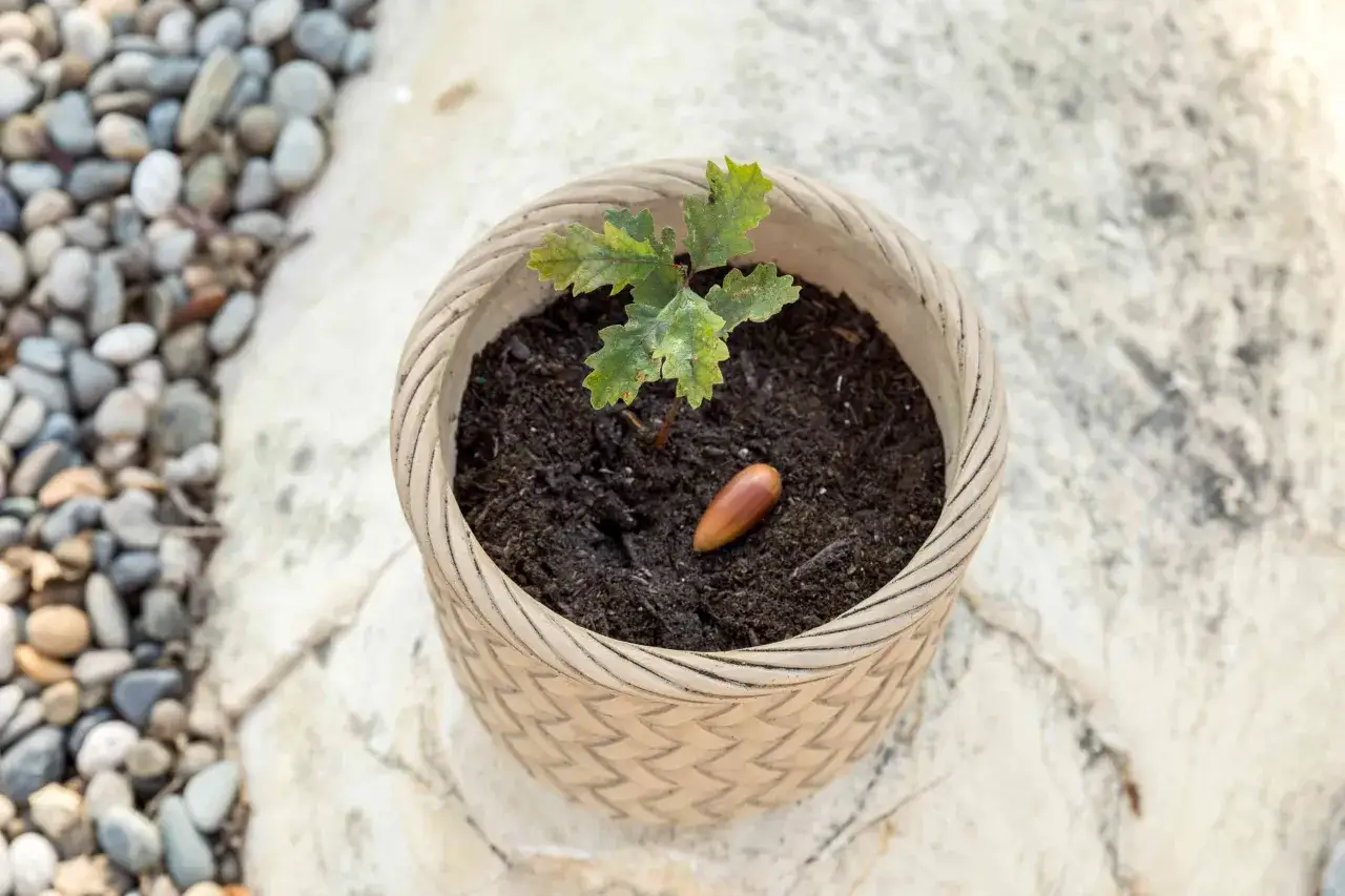 Un jeune plant de chêne pousse dans un pot avec un gland à côté. La question est dans quel sens planter un gland de chêne pour qu'il germe.