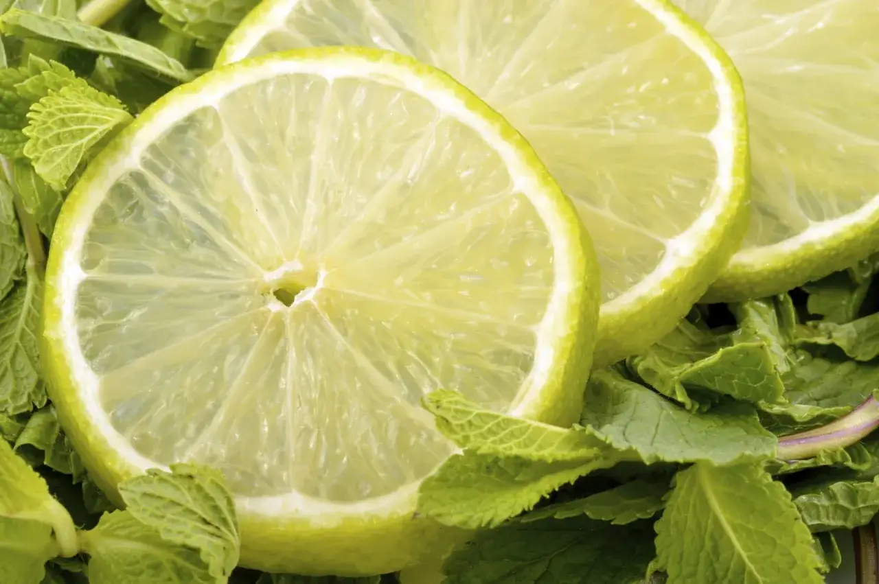Plasterki limonki i świeża mięta cytrynowa tworzą orzeźwiającą kompozycję.