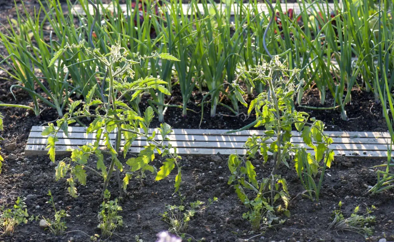 Junge Tomatenpflanzen wachsen neben gr&uuml;nen Zwiebeln. Die Tomatenpflanzen sind noch klein, aber ihre Nachbarn, die Zwiebeln, sind schon kr&auml;ftig.