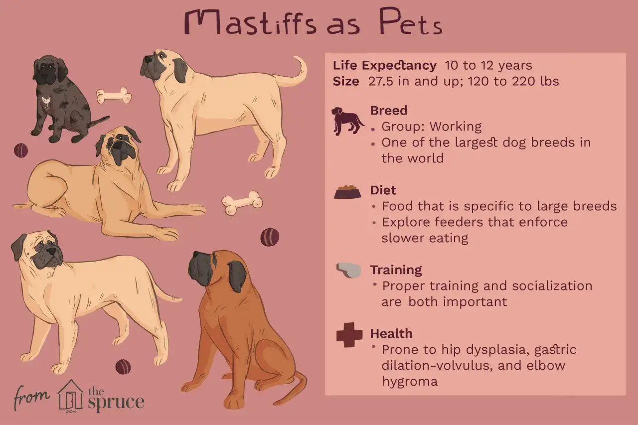 En illustration med flera mastiff hundar i olika färger och poser. En mörkbrun valp sitter, en ljusbrun hund ligger, en annan ljusbrun hund står, och en rödbrun hund sitter. Ben och bollar syns också.