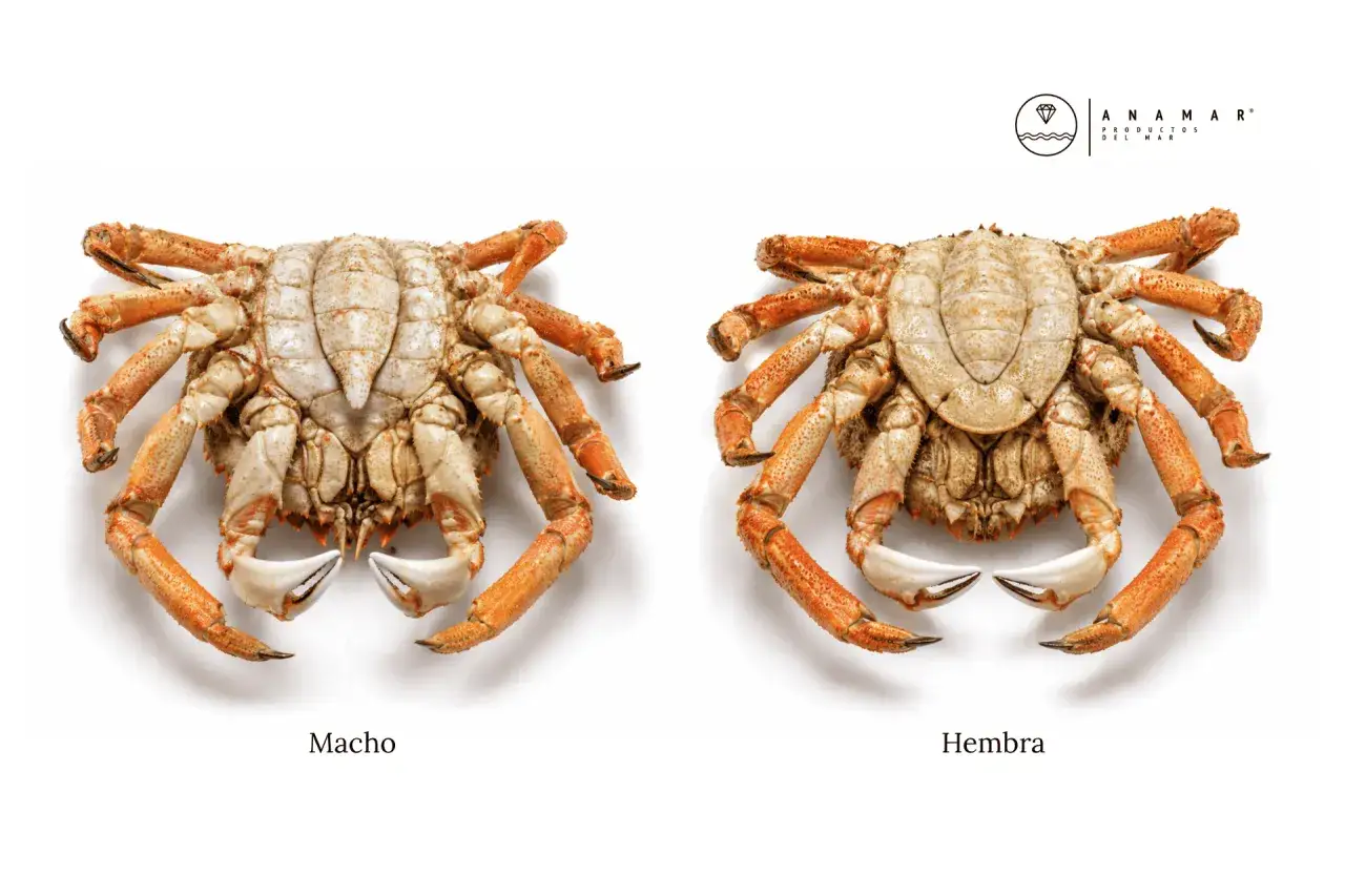 Centollo macho y centolla hembra, dos crustáceos con sus pinzas listas para degustar.