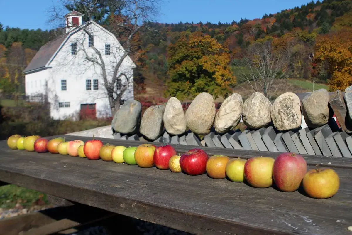 A row of sweet apple types, from yellow to red, displayed on a wooden table with a white barn and autumn foliage in the background.
