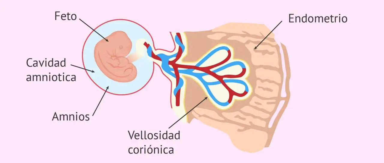 Ilustración de un feto en la cavidad amniótica, rodeado por el amnios. Se ve la vellosidad coriónica conectada al endometrio, representando las primeras etapas del embarazo, alrededor de 4 semanas de embarazo.