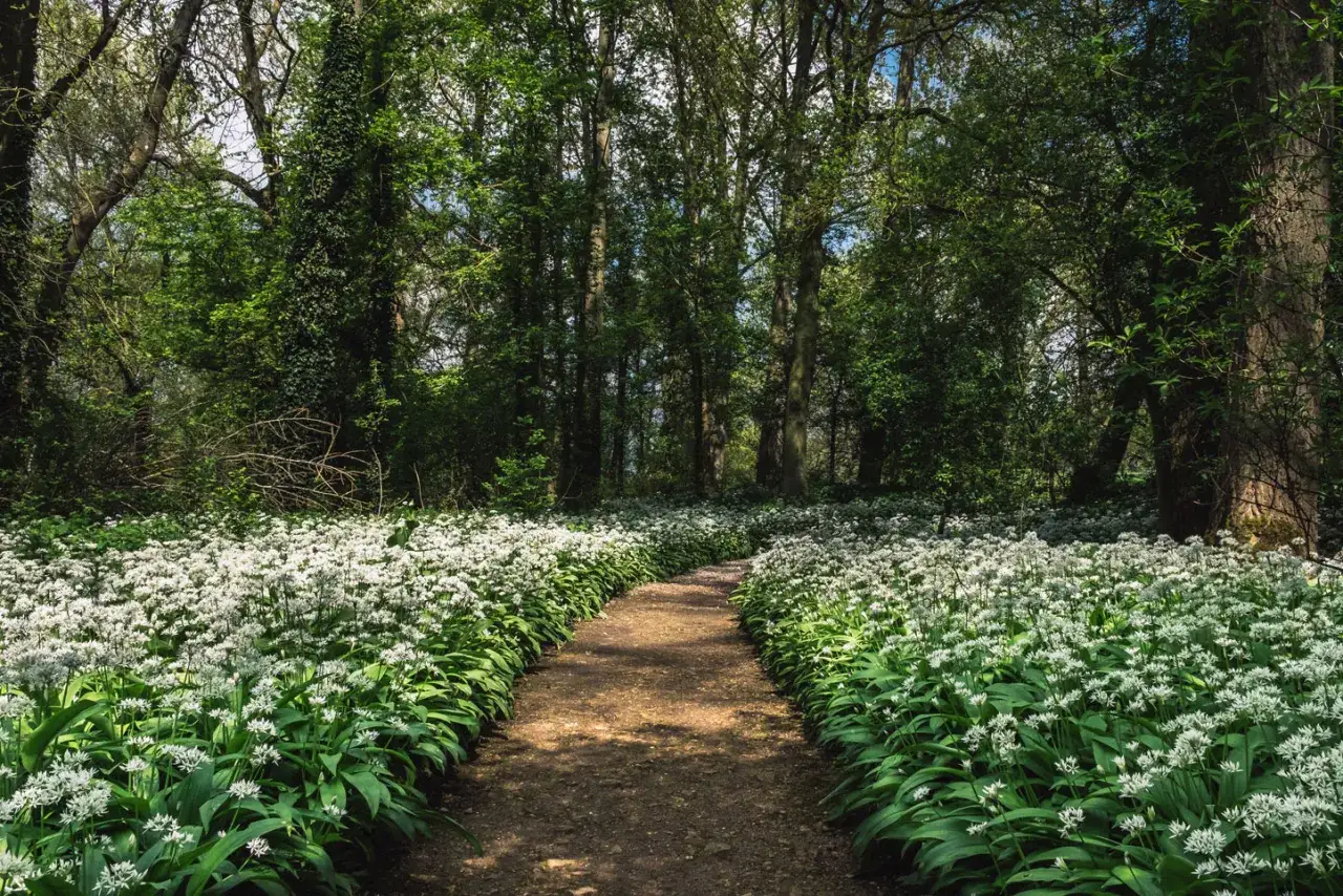 Sentier forestier bordé d'une mer de fleurs blanches d'ail des ours, sous le couvert des arbres.