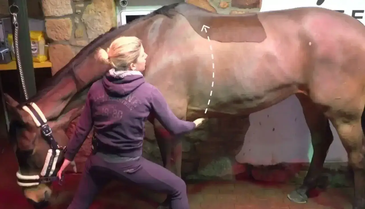 Eine Frau in Trainingskleidung macht eine Dehnung neben einem Pferd. Sie ber&uuml;hrt sanft den Bauch des Tieres, w&auml;hrend sie sich vorbeugt. Es sieht aus wie eine Art pferd yoga.