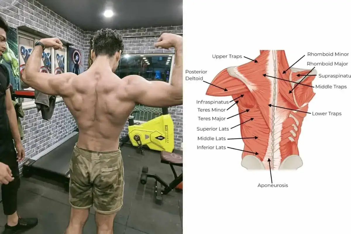 Muscolatura dell'upper back di un uomo in palestra, con diagramma anatomico che illustra i muscoli dorsali.