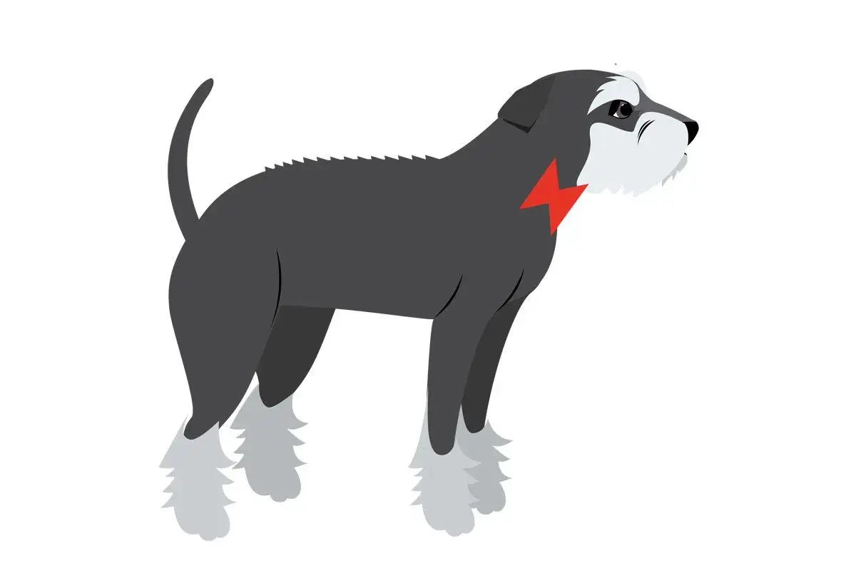 Perro schnauzer gris con collar rojo en forma de rayo, parece un perro castigado por algo.