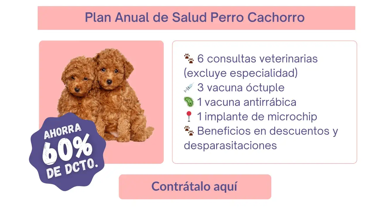 Dos cachorros adorables, ideales para el plan de cuidados de un cachorro de 2 meses. Incluye vacunas, microchip y m&aacute;s.