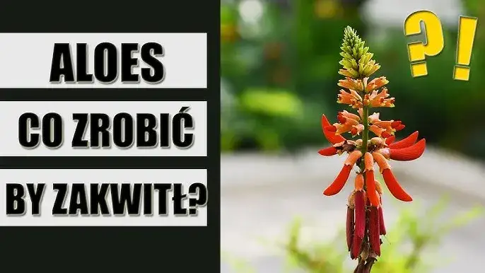 Zdjęcie Jak sprawić, by aloes zakwitł? Praktyczny poradnik krok po kroku