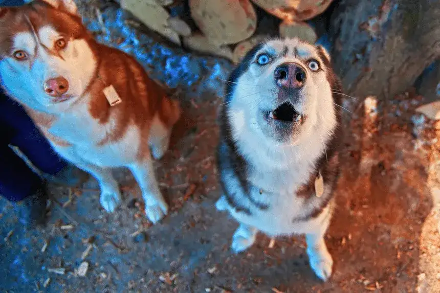 Zdjęcie Dlaczego husky wyje? Przyczyny i sposoby na nadmierne wycie psa
