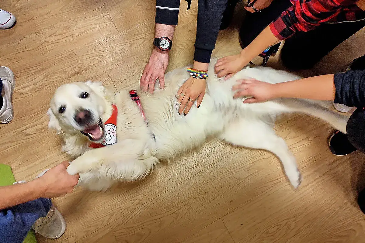 Ein Golden Retriever genie&szlig;t Streicheleinheiten w&auml;hrend seiner Therapiehund Ausbildung. Mehrere H&auml;nde ber&uuml;hren ihn sanft.