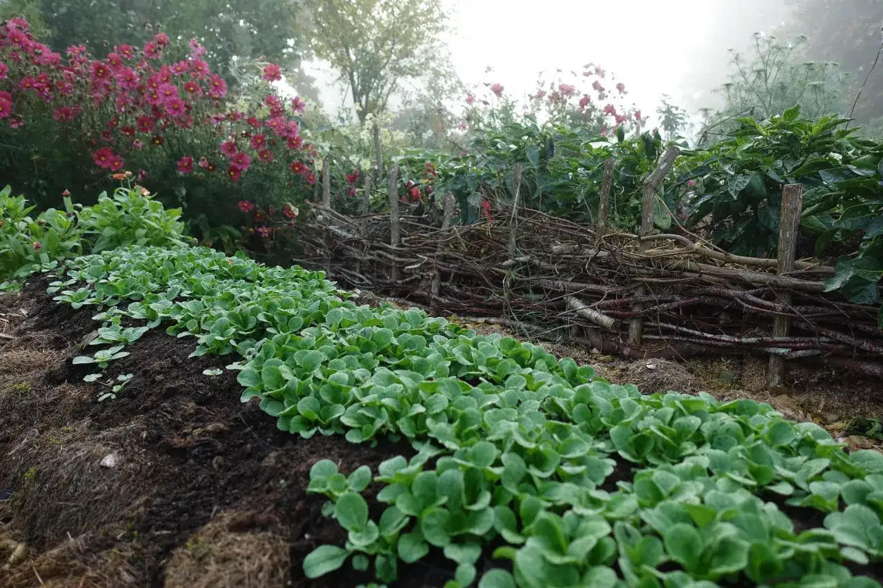 Rader av sm&aring; gr&ouml;na plantor, perfekta f&ouml;r en vintersallad att odla. Bakom syns en fl&auml;tad tr&auml;g&auml;rdesg&aring;rd och rosa blommor.