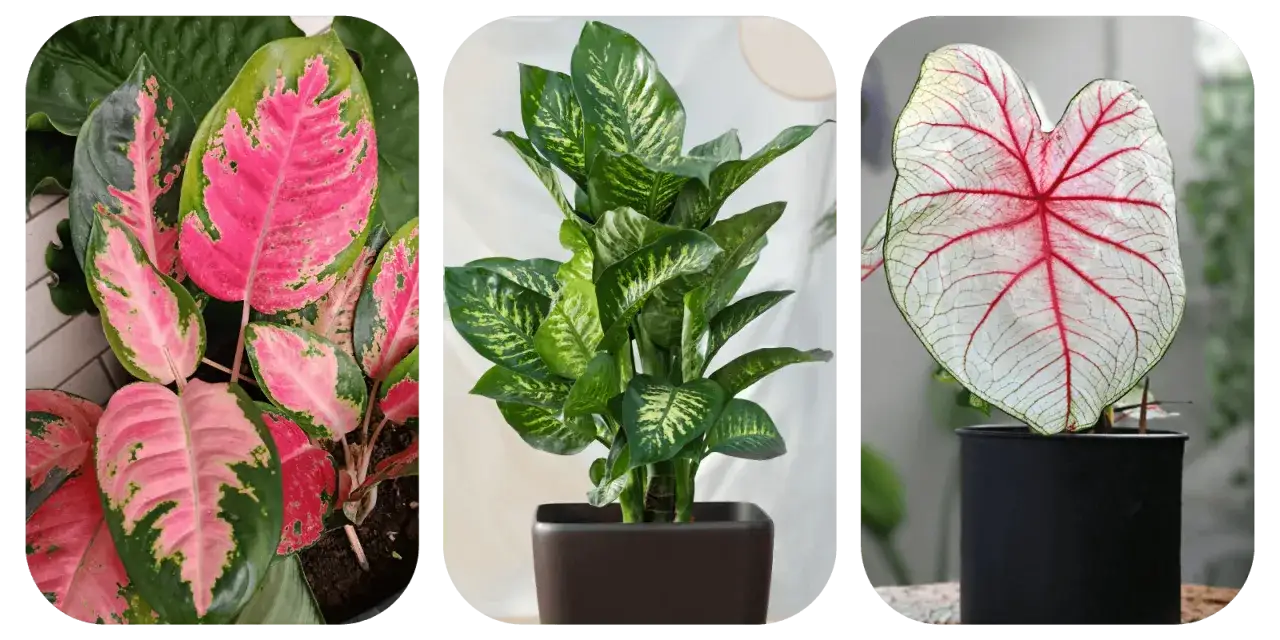 Aglaonema o różowych liściach, zielona dracena i kaladium w czarnej doniczce. Kluczowa jest przepuszczalna ziemia dla aglaonemy.