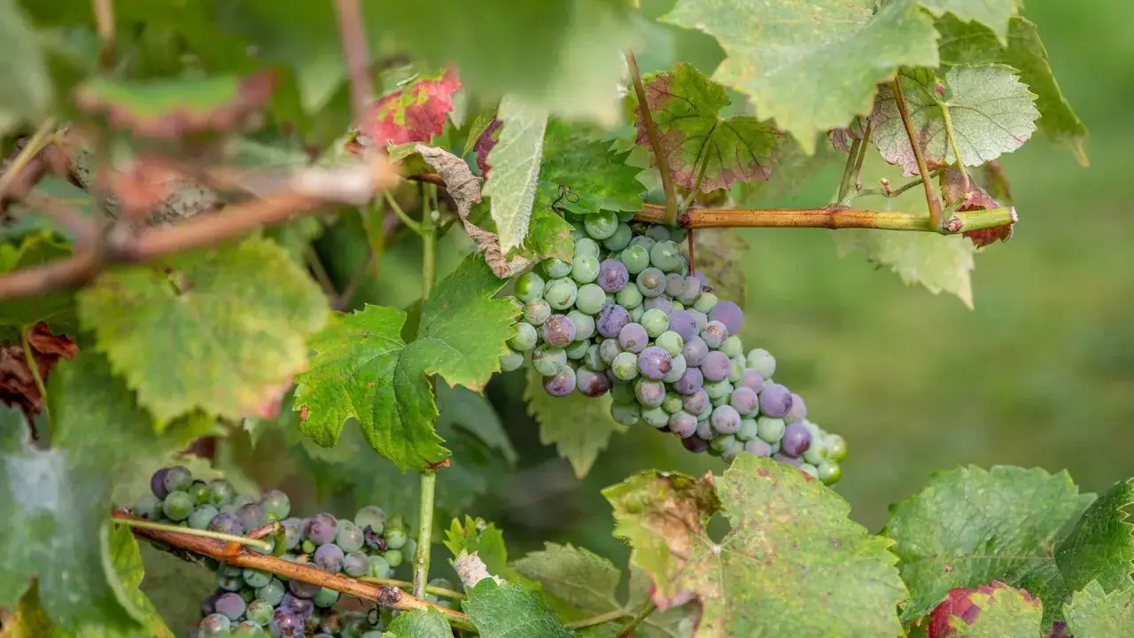 Reife Trauben an einem Rebstock, die Vielfalt der wein rebsorten zeigt sich in den gr&uuml;nen und violetten Beeren.