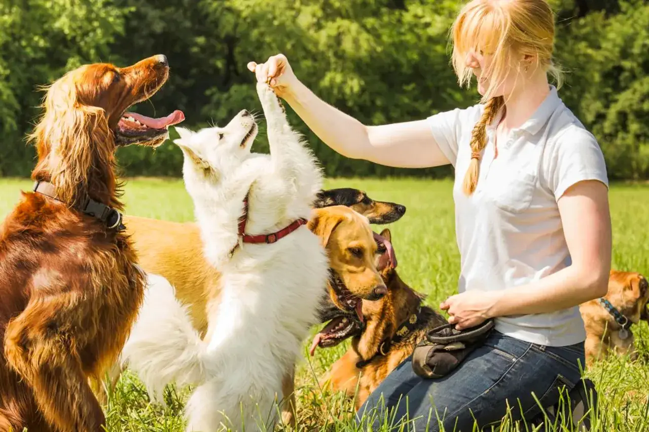 Entrenadora enseña trucos para perros en un campo verde. Varios perros, incluyendo un blanco y un irlandés, interactúan con ella.