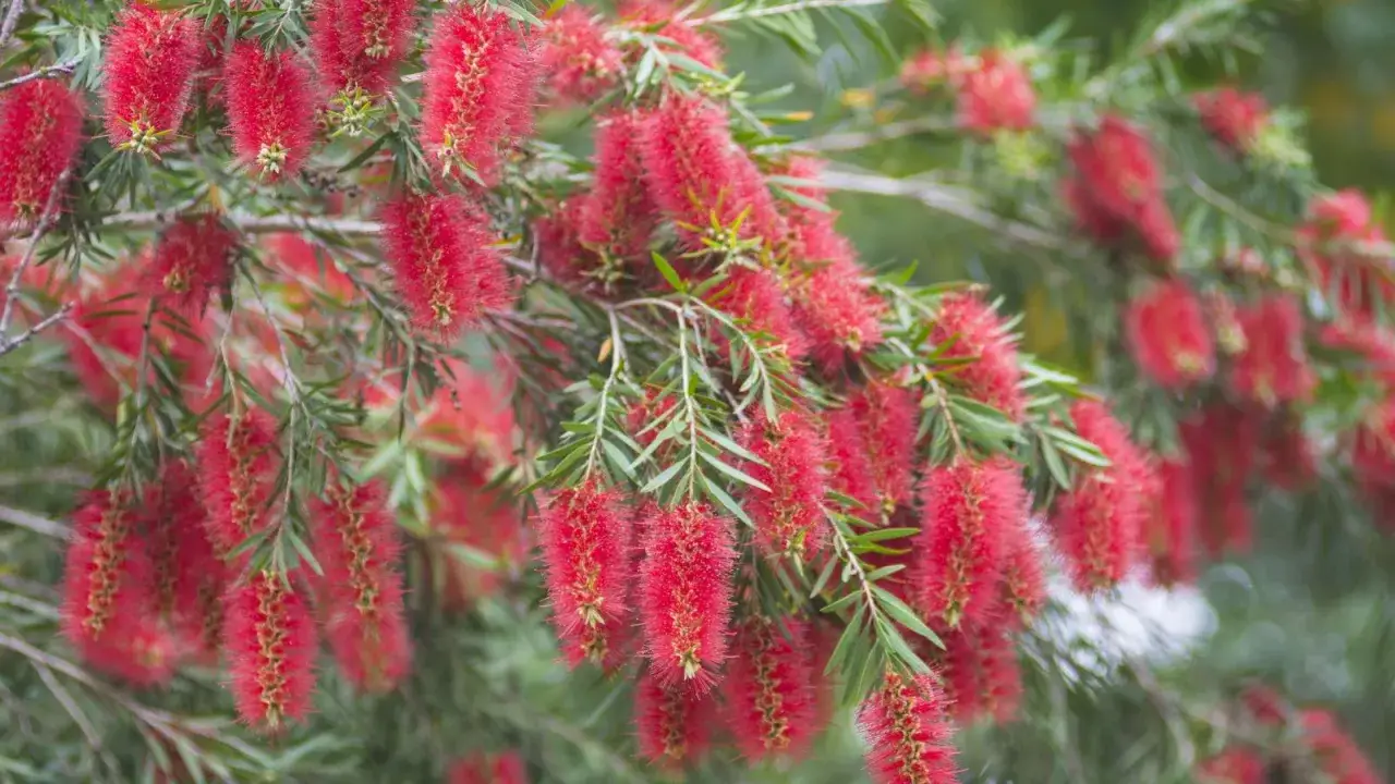Grappes de fleurs rouges vives, ressemblant &agrave; un **taille rince bouteille**, sur un arbuste aux feuilles fines et vertes.