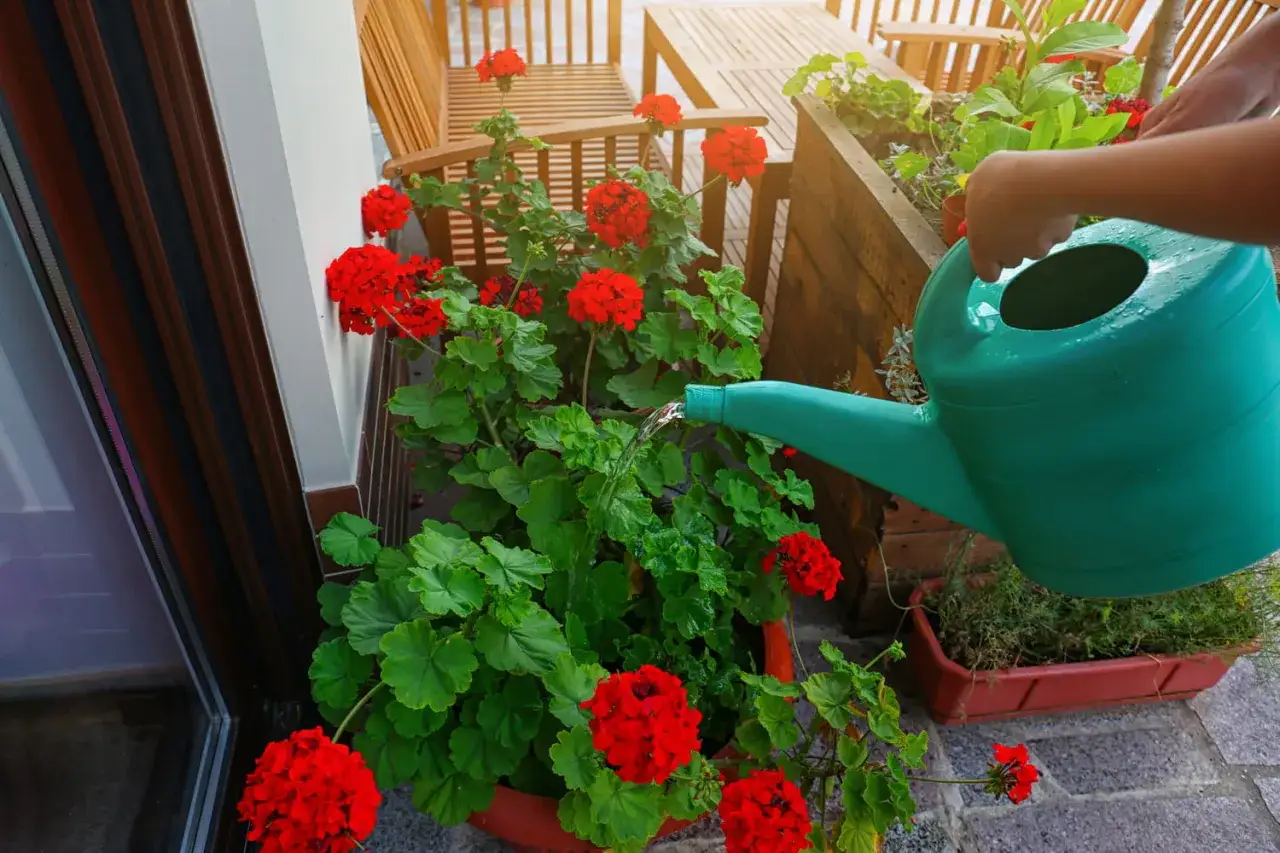 Arrosage de g&eacute;raniums rouges &eacute;clatants sur une terrasse en bois. Une main tient un arrosoir vert pour donner &agrave; boire aux fleurs.