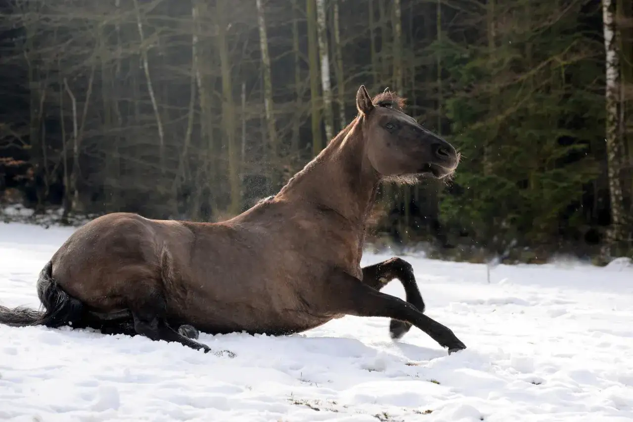 Braunes Pferd mit Anzeichen von spinaler Ataxie im Schnee, das sich im Wald aufrichtet.
