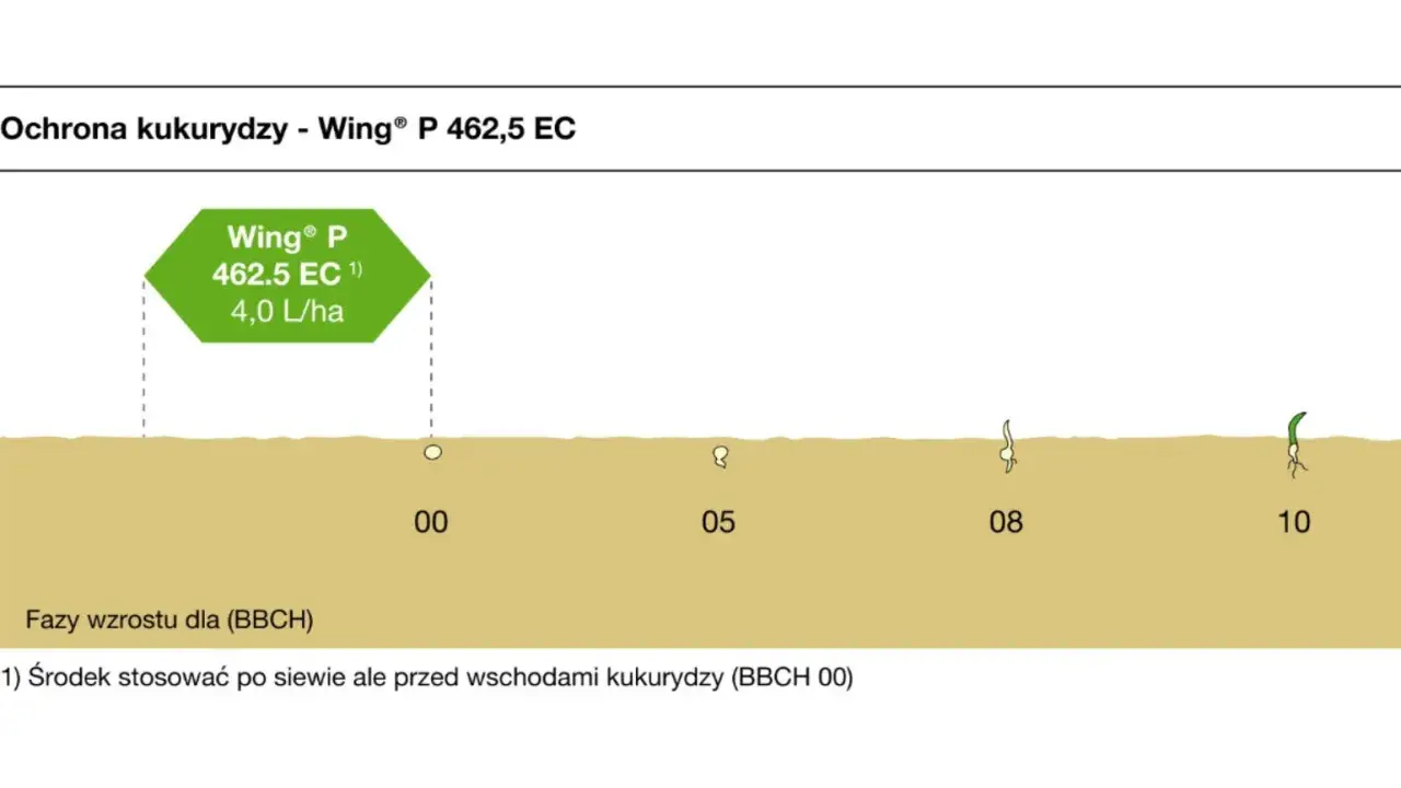 Etykieta Wing&reg; P 462,5 EC zaleca ochronę kukurydzy od fazy 00 do 10 BBCH.