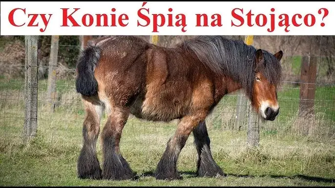 koń śpiący na stojąco z odciążoną nogą