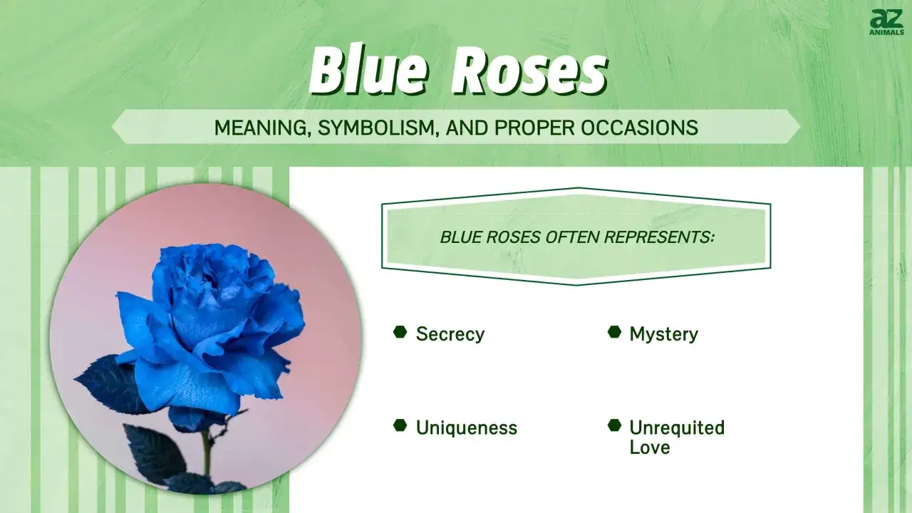 Una rosa azul, s&iacute;mbolo de misterio y amor no correspondido. El significado de las rosas azules abarca la unicidad y la secrec&iacute;a.